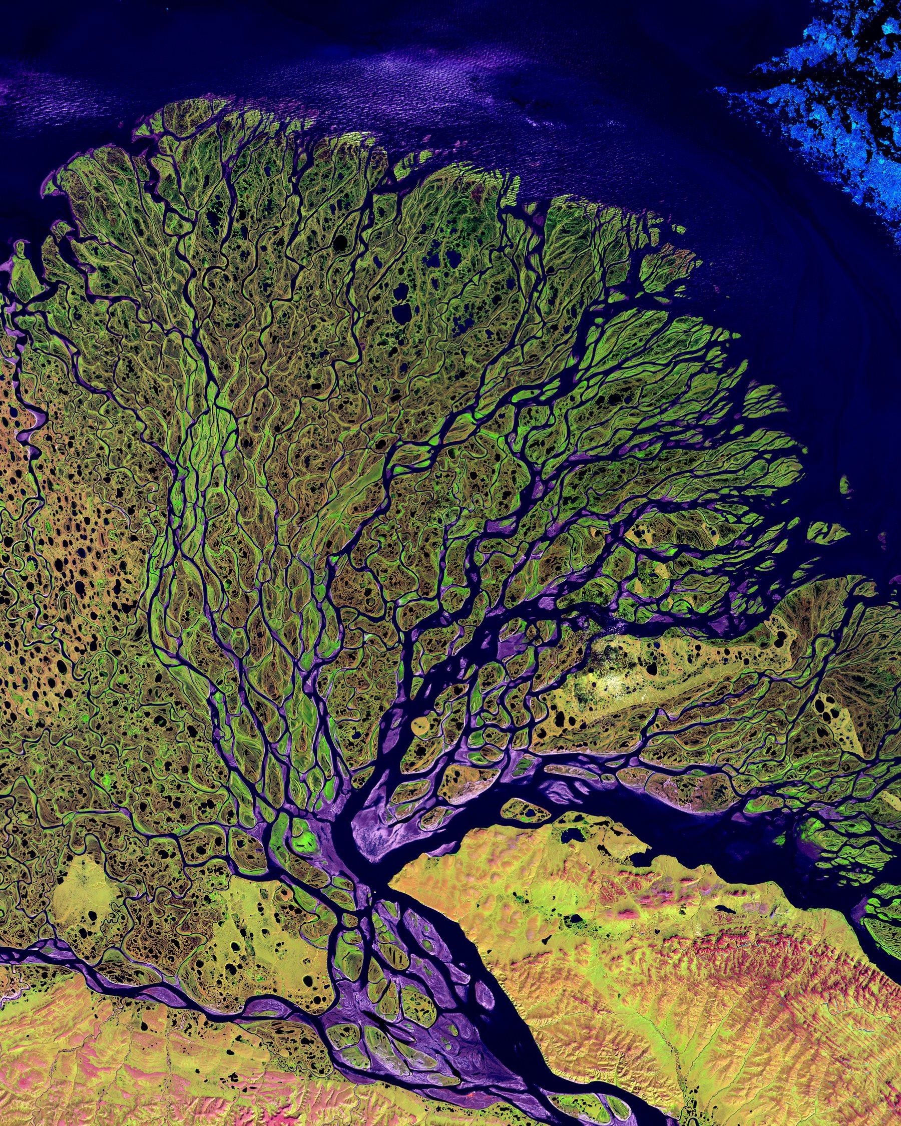 Satellite view of the Lena River Delta in Siberia, its channels branching across the tundra into the Laptev Sea.